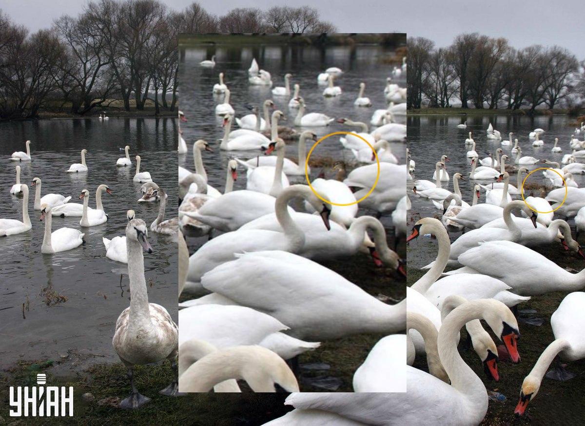 Taip antį paslėpėme sąmoningai / Moje koliažas