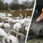 Tik nuostabų IQ turintys žmonės per 10 sekundžių pamatys žąsį