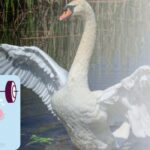 Tik gabieji per 30 sekundžių suras 3 skirtumus: sąmoningumo dėlionės